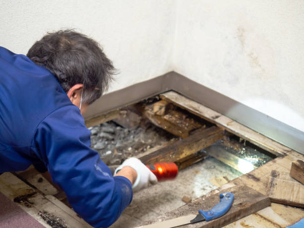 Best DIY Mold Remediation Support Services in Hobart, IN