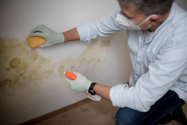 Best Crawl Space Mold Remediation in Hobart, IN