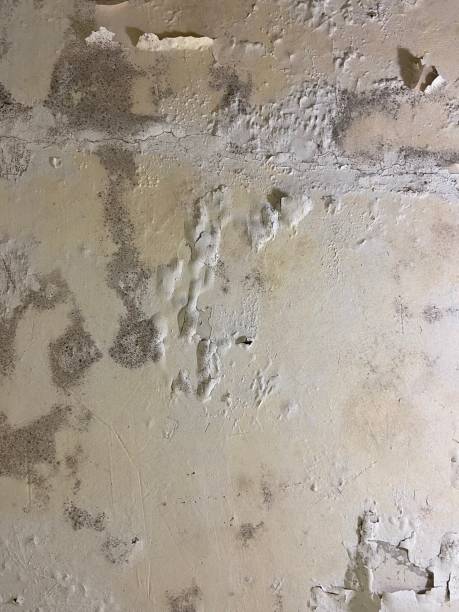 Best Residential Mold Remediation in Hobart, IN