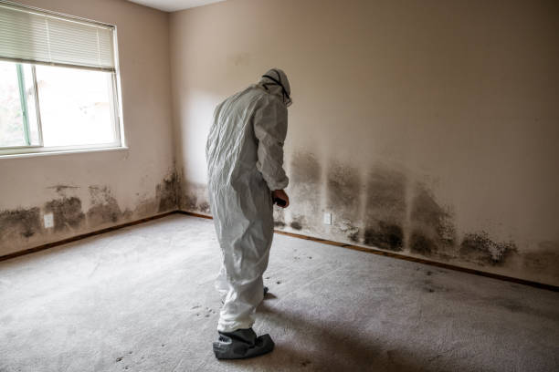 Best White Mold Remediation in Hobart, IN