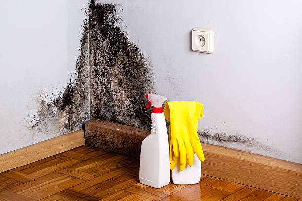 Professional Mold Remediation in Hobart, IN