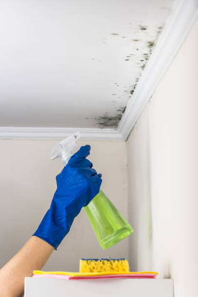 Best Basement Mold Remediation in Hobart, IN