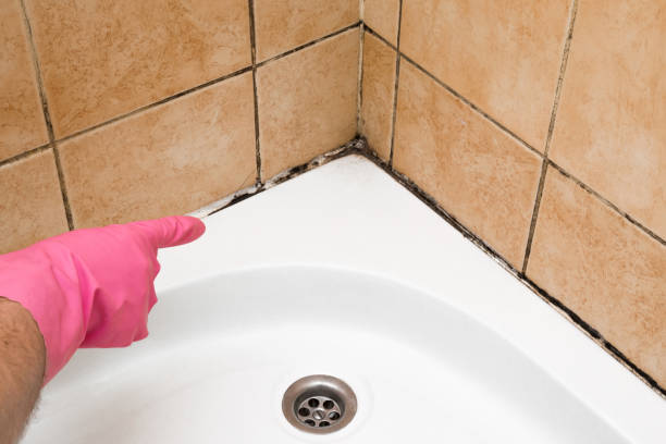 Best Black Mold Remediation in Hobart, IN